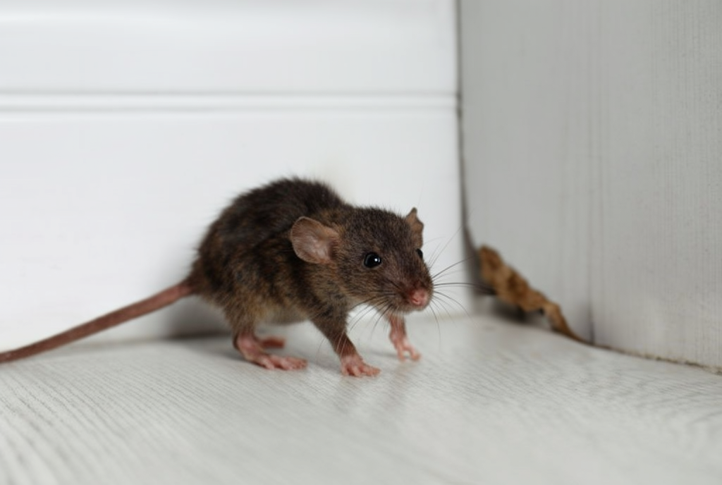 Rodent control service in Plant City FL