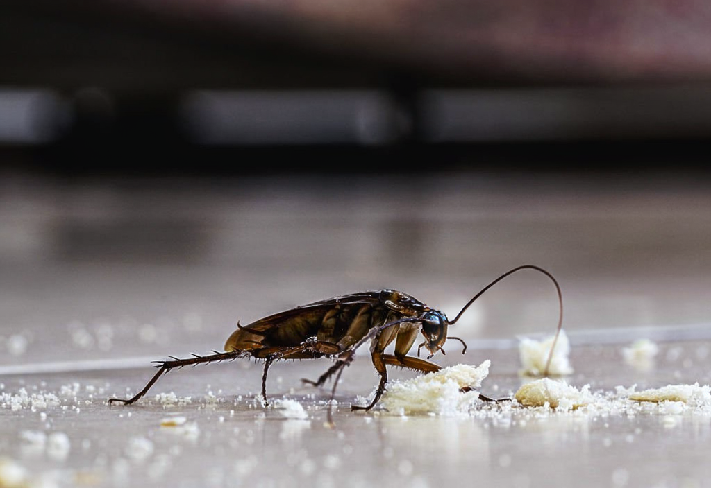 Cockroach control service in Plant City FL