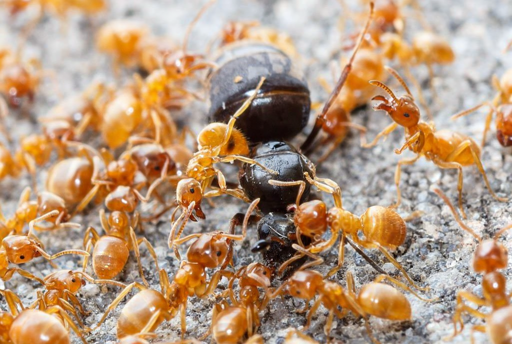 Ant control service in Plant City,FL