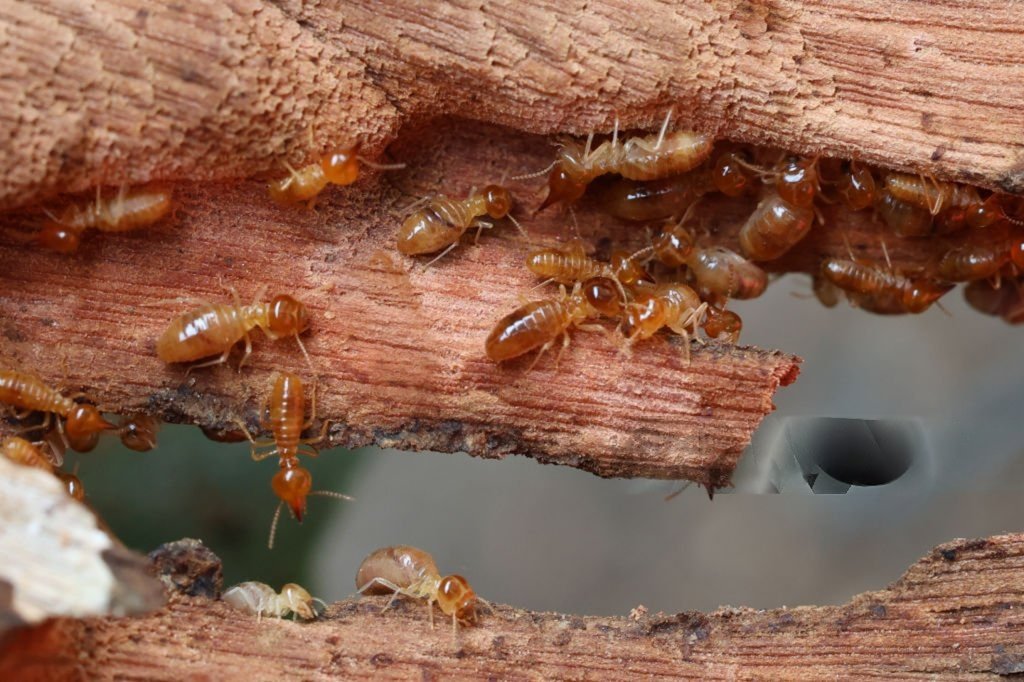 Termite control service in Plant City FL